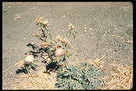 Centaurea iberica