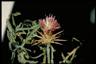 Centaurea ×pouzinii