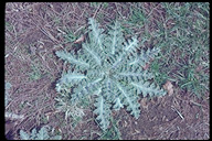 Onopordum acanthium ssp. acanthium