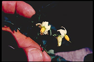 Solanum cardiophyllum