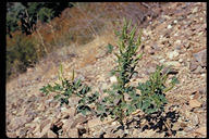 Polanisia dodecandra ssp. trachysperma