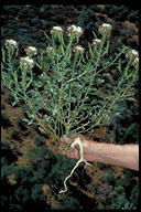 Polanisia dodecandra ssp. trachysperma