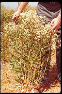 Lepidium latifolium