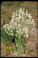 Salvia aethiopis