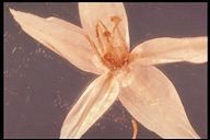 Alternanthera philoxeroides