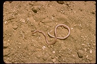 Serpiente-lombriz Occidental