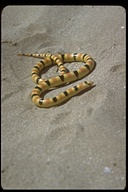 Colorado Desert Shovelnose Snake