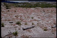 click for enlargement