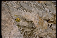 click for enlargement