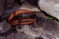 Tylototriton kweichowensis