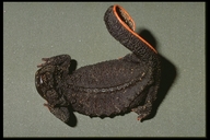 Echinotriton chinhaiensis