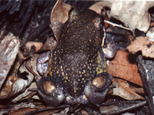 Limnodynastes dumerilii