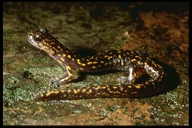 Onychodactylus fischeri
