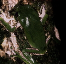Phyllomedusa bicolor