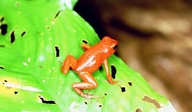 Oophaga pumilio