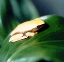 Phrynomedusa marginata