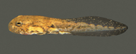 Anaxyrus californicus