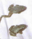 Microhyla ornata