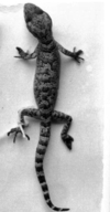 Battle Plump Gecko