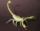 Smeringurus mesaensis