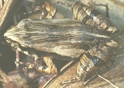Physalaemus cuvieri