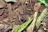 Proceratophrys melanopogon