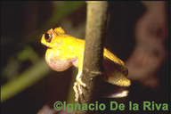 Dendropsophus parviceps