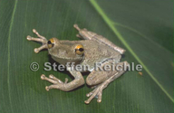 Osteocephalus buckleyi