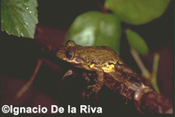 Scinax castroviejoi