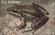 Leptodactylus elenae