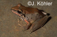 Pristimantis samaipatae