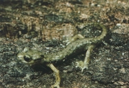 Gene's Cave Salamander