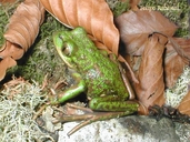 Ranita De Los Bosques