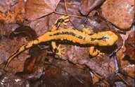 Yellow Fire Salamander