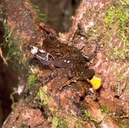 Moser's Forest Frog