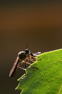 Dioctria hyalipennis
