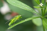 Rhogogaster viridis