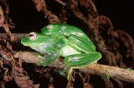 Boophis septentrionalis