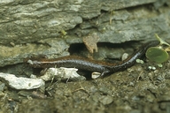 Plethodon cinereus