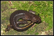 Tsushima Salamander