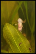 Tylototriton verrucosus