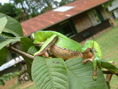 Phyllomedusa bicolor