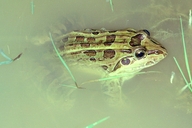 Leptodactylus latrans