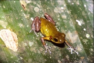 Oophaga pumilio
