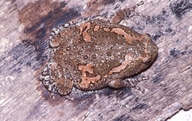 Uperodon taprobanicus