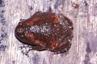 Uperodon taprobanicus