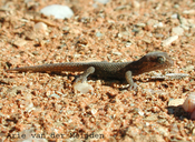 Western Cape Thick-toed Gecko