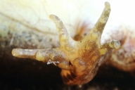 Leptodactylus notoaktites