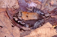 Leptodactylus savagei