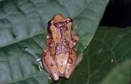 Dendropsophus ebraccatus